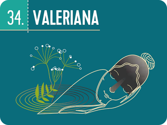 Valeriana – 100 de secrete pentru un somn de vis